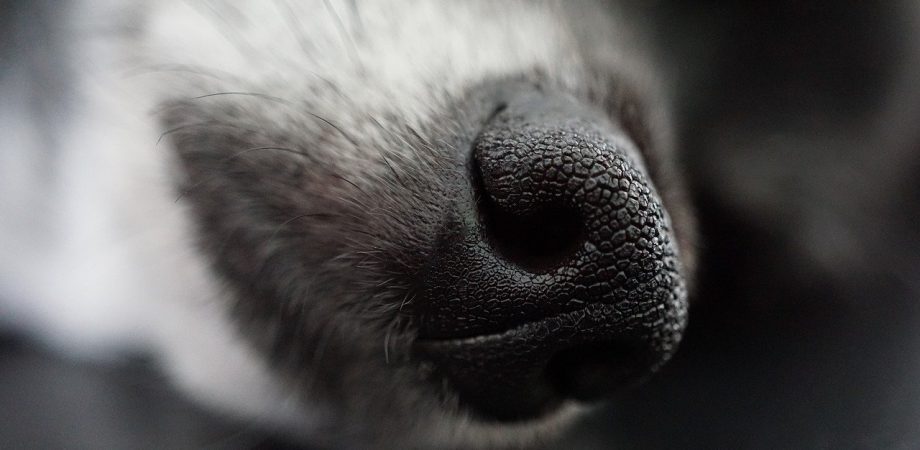 Nasenarbeit Hund Suchspiele