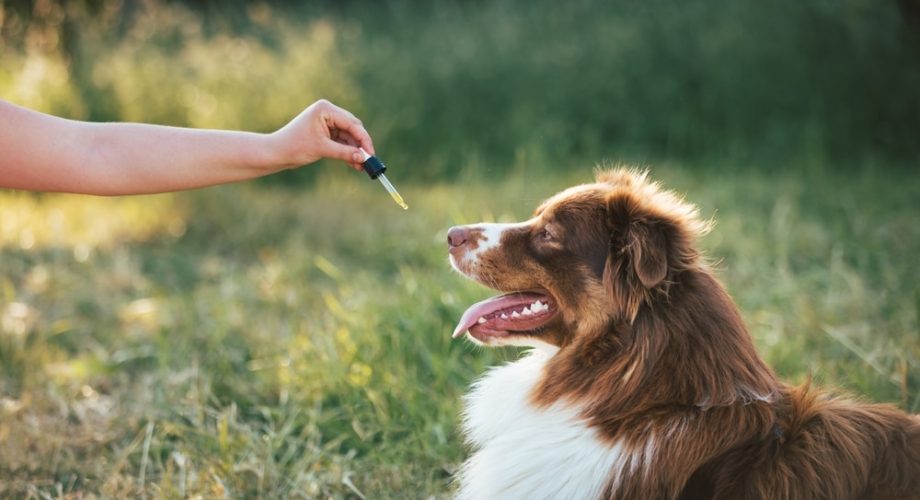 Öle für Hunde