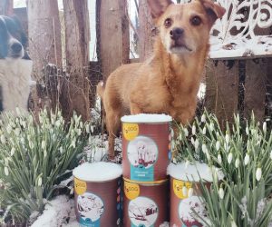 RyDog Hundefutter Test
