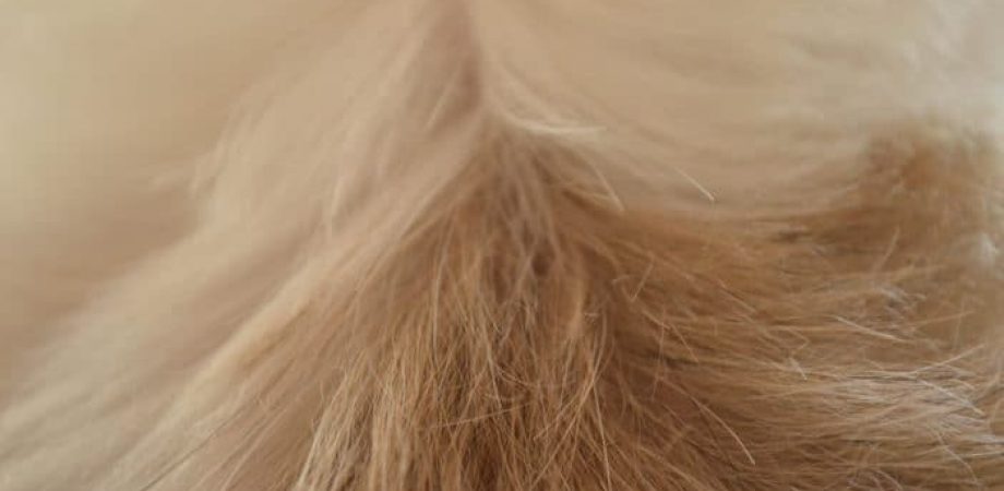 Schuppen beim Hund