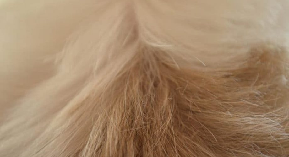 Schuppen beim Hund