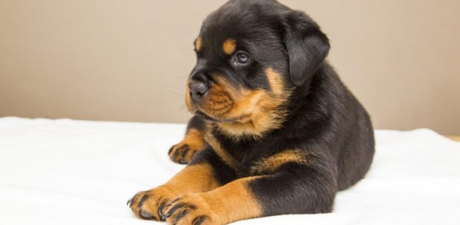Bild / Foto: Wann ist ein Hund ausgewachsen?