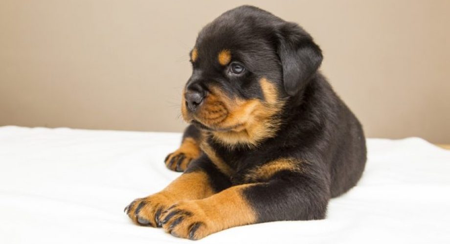 Bild / Foto: Wann ist ein Hund ausgewachsen?