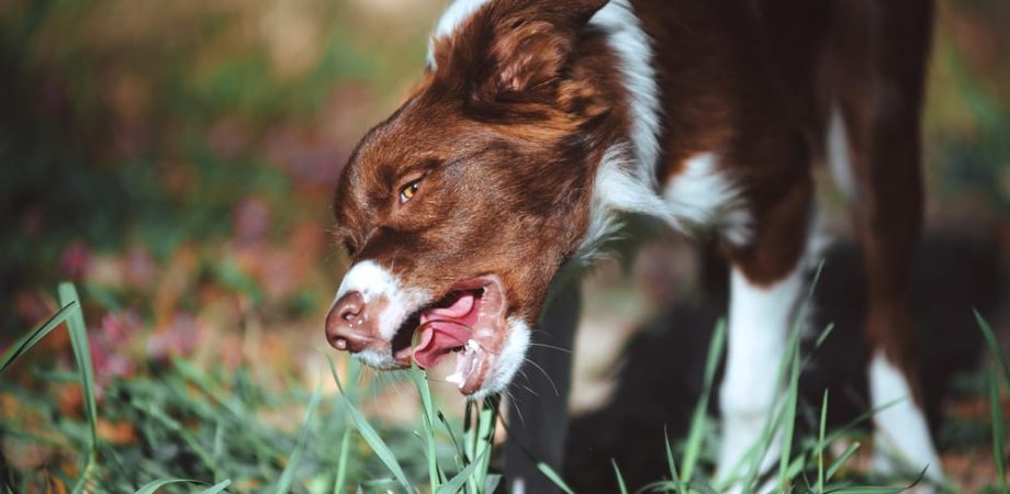 Warum fressen Hunde Gras