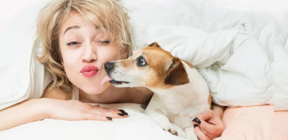 Warum leckt mein Hund mich ab?