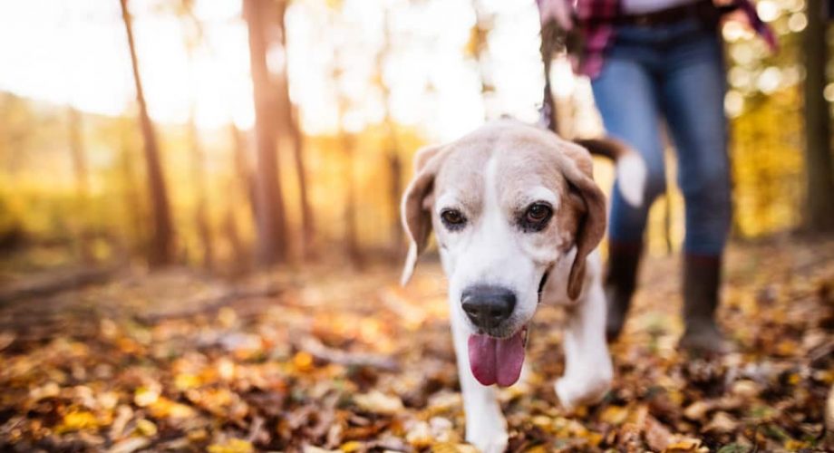 Wie oft müssen Hunde Gassi gehen