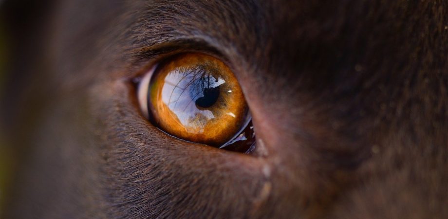 Wie sehen Hunde - Farbenblind