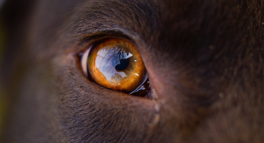 Wie sehen Hunde - Farbenblind