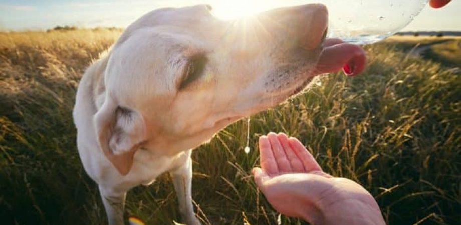 Wie viel müssen Hunde trinken