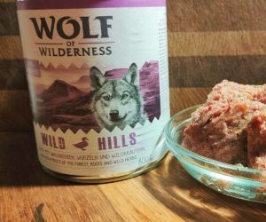 Wolf of Wilderness Wild Hills Test