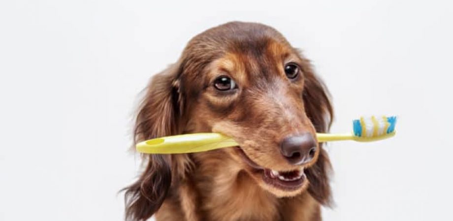 Zahnpflege beim Hund
