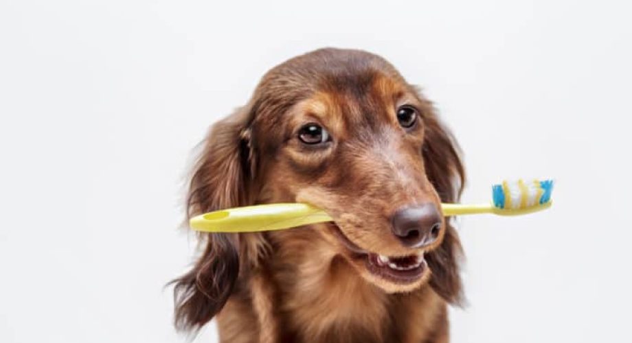 Zahnpflege beim Hund