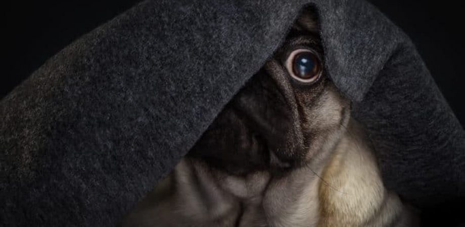 Ängstlicher Hund