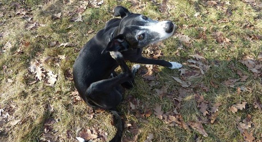 Hausmittel gegen Hunde-Flöhe: Hausgemachte Anti-Floh-Sprays ohne Chemie