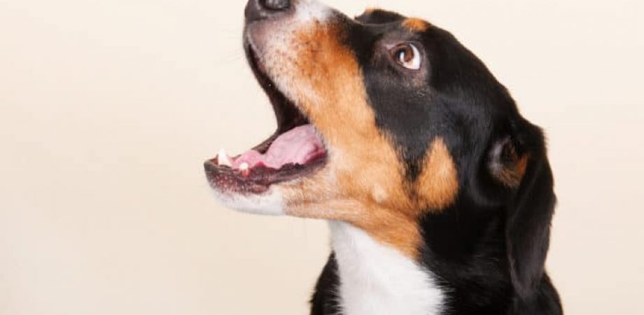 Hund Bellen abgewöhne