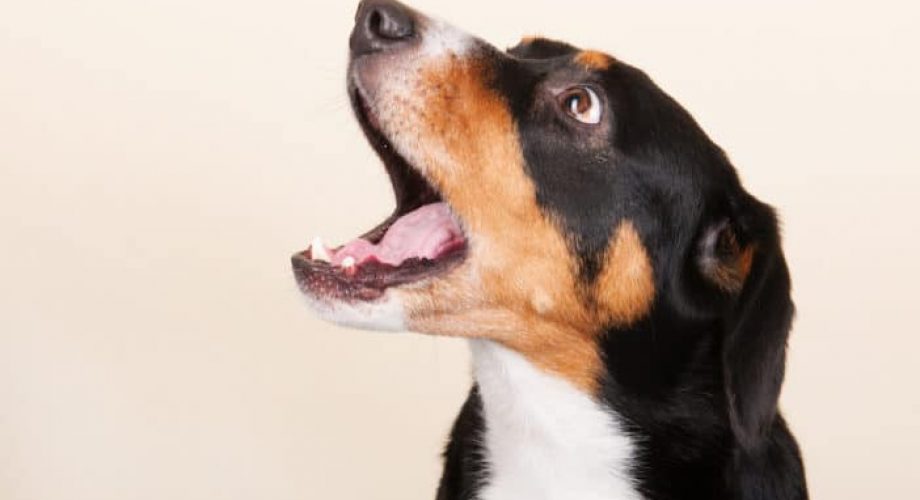 Hund Bellen abgewöhne