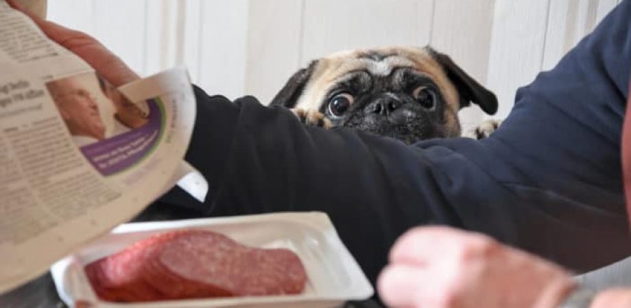 Hund bettelt am Tisch
