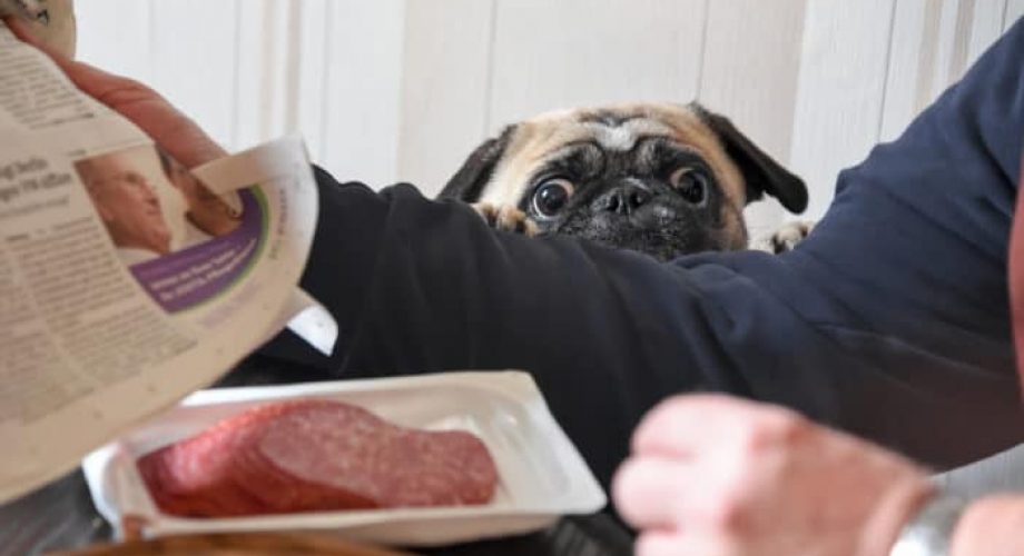Hund bettelt am Tisch