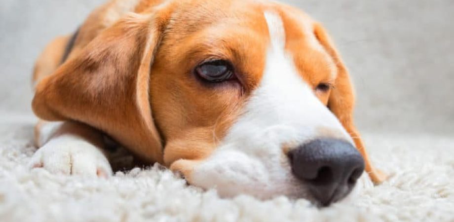 Hund Blähungen