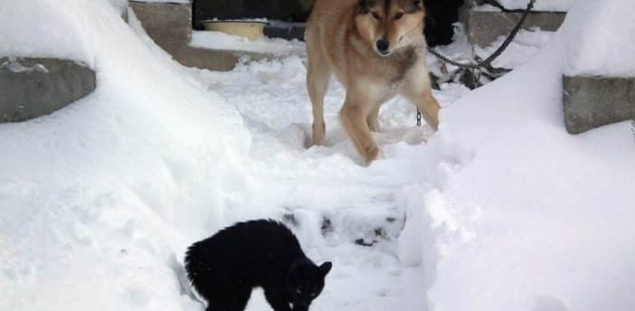 Hund jagt Katze