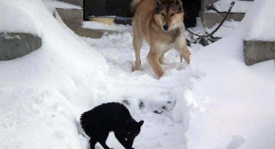 Hund jagt Katze
