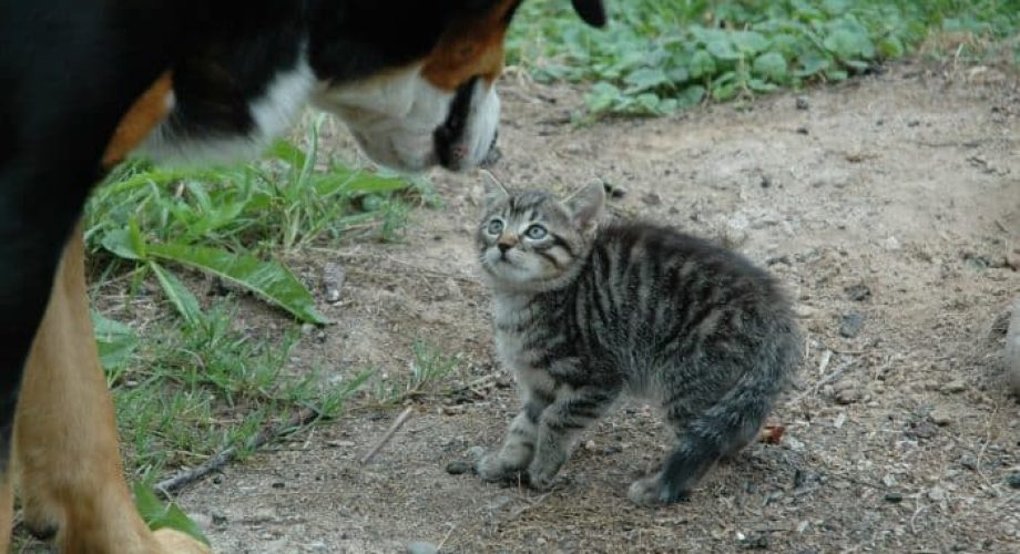 Hund und Katze aneinander gewöhnen