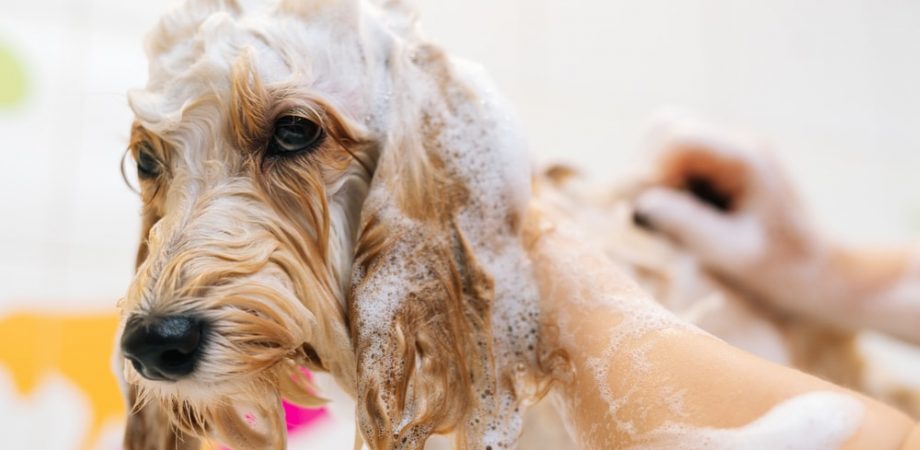 Hund mit normalem Shampoo waschen?