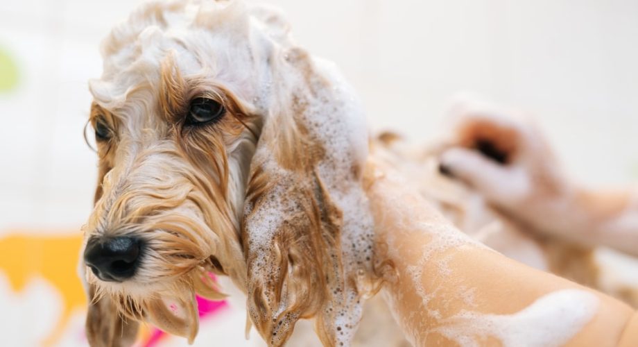 Hund mit normalem Shampoo waschen?