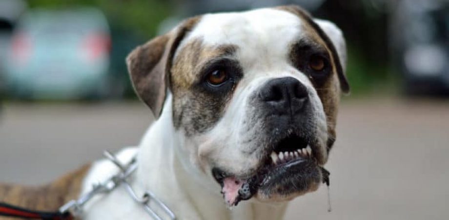 Hund sabbert