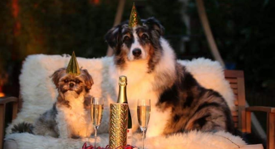 Hund Silvester Angst