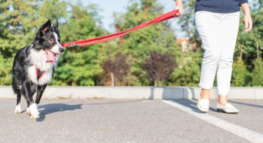 Hund zieht an der Leine