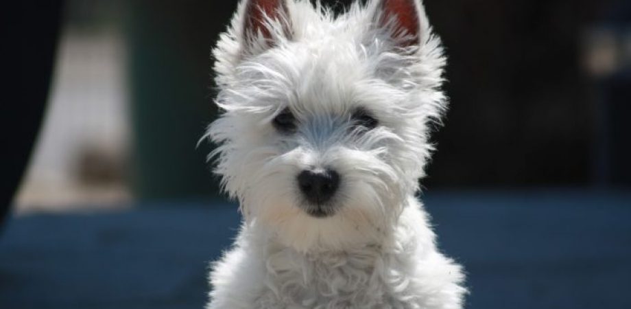 Kleiner Weißer Hund zittert