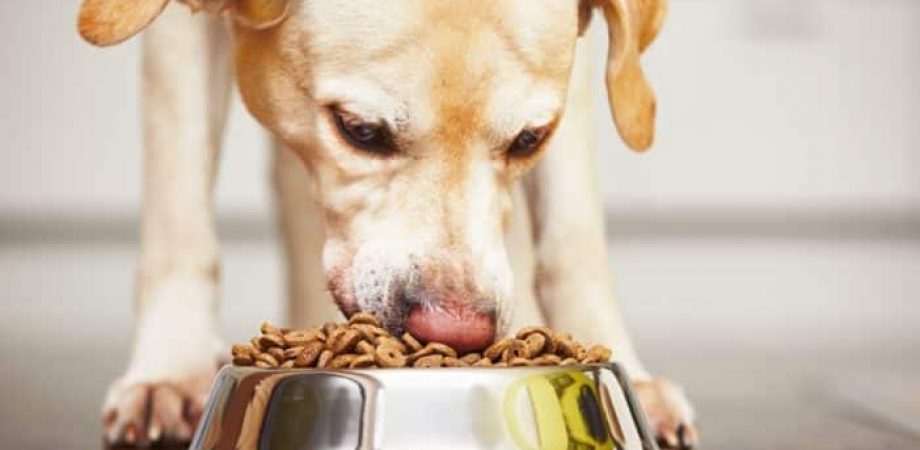 Hunde Ernährung - und zwar gesund