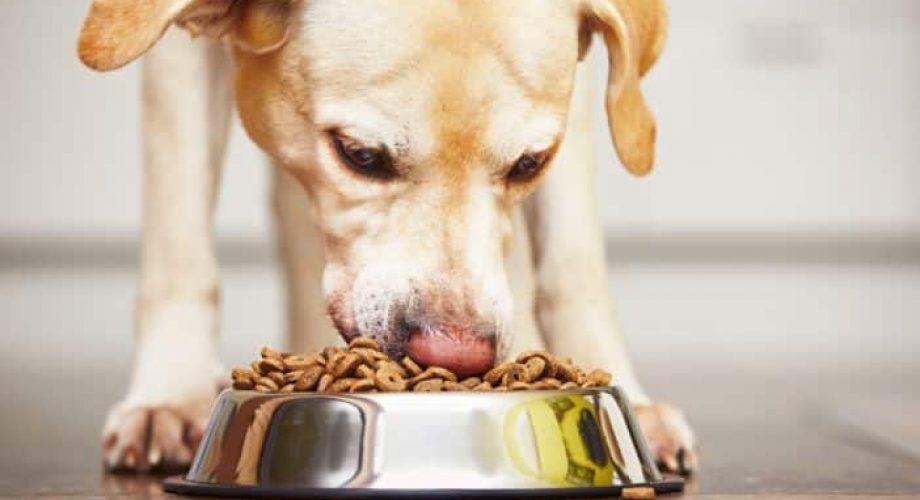 Hunde Ernährung - und zwar gesund