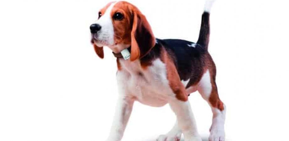 Hunde Ortung: GPS Tracker und Peilsender