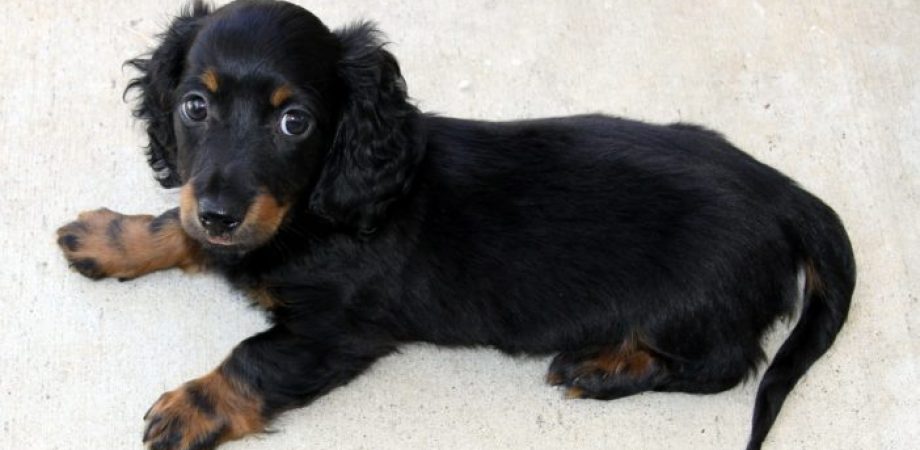 Hunde-Welpe stubenrein