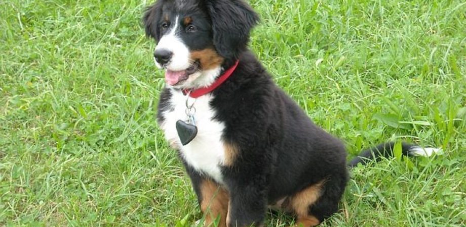 Hunde-Welpen Grundausstattung / Starterpaket
