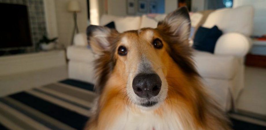 Hundehaare entfernen Tipps