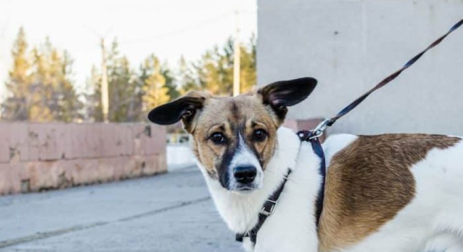 Leinenpflicht für Hunde - so sind die Bestimmungen der Bundesländer