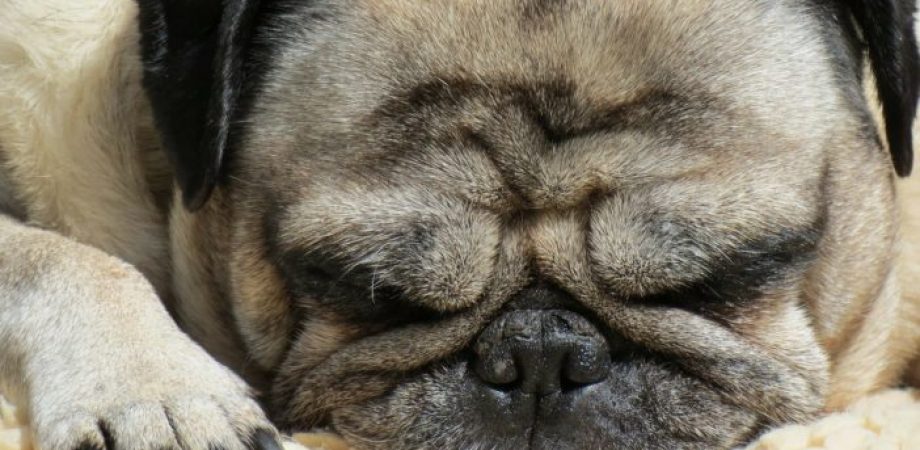 Übergewicht bei Hunden erkennen
