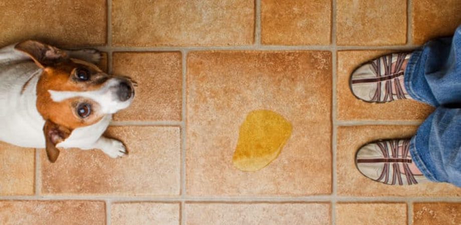 Unsauberkeit Hund